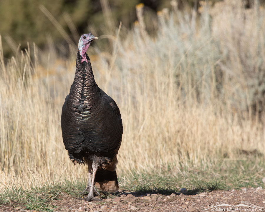 Alert dark Wild Turkey male, Stansbury Mountains, West Desert, Tooele County, Utah