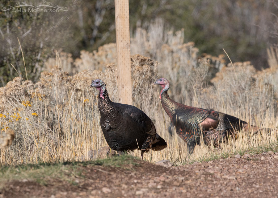 Comparing a dark Wild Turkey male to a more colorful male, West Desert, Tooele County, Utah