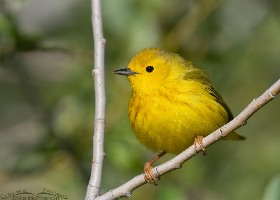 Plump Yellow Warbler male up close, Wasatch Mountains, Summit County, Utah