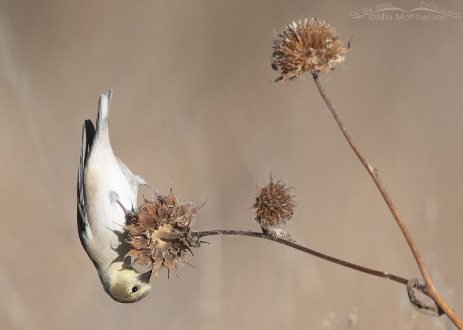 American Goldfinch hanging upside down to feed on wild sunflower seeds, Farmington Bay WMA, Davis County, Utah