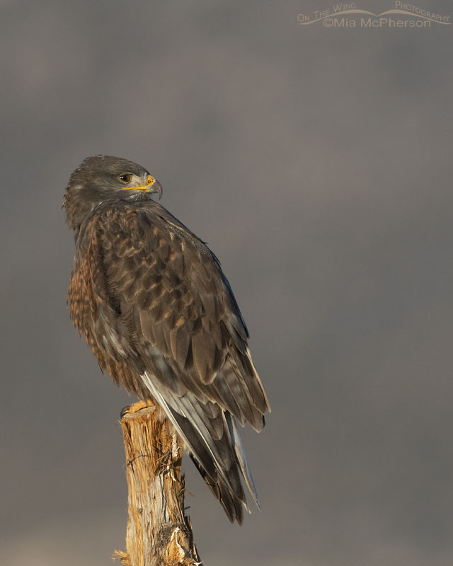 Early morning dark morph Ferruginous Hawk, West Desert, Tooele County, Utah