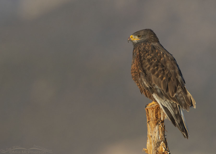 Dark morph Ferruginous Hawk with a bloody bill, West Desert, Tooele County, Utah