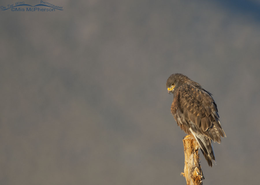 Dark morph Ferruginous Hawk in early morning light, West Desert, Tooele County, Utah