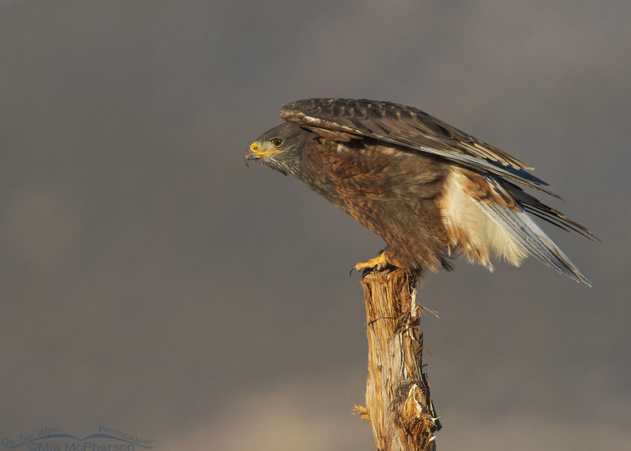 Dark morph Ferruginous Hawk getting ready to lift off, West Desert, Tooele County, Utah
