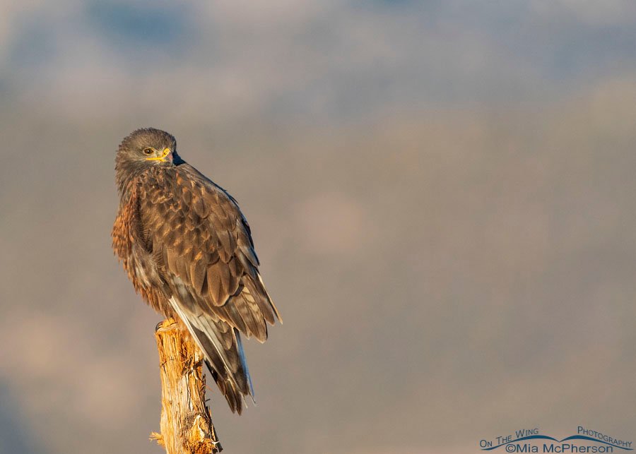 Resting dark morph Ferruginous Hawk in early morning light, West Desert, Tooele County, Utah