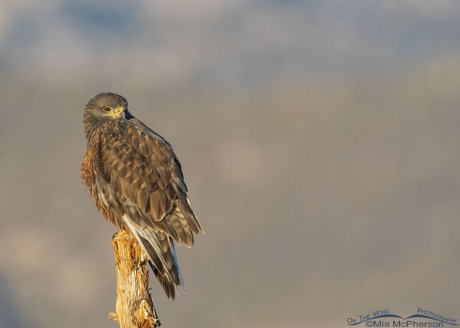 Resting dark morph Ferruginous Hawk in early morning light, West Desert, Tooele County, Utah