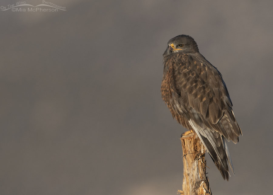 Dark morph Ferruginous Hawk surveying its habitat, West Desert, Tooele County, Utah
