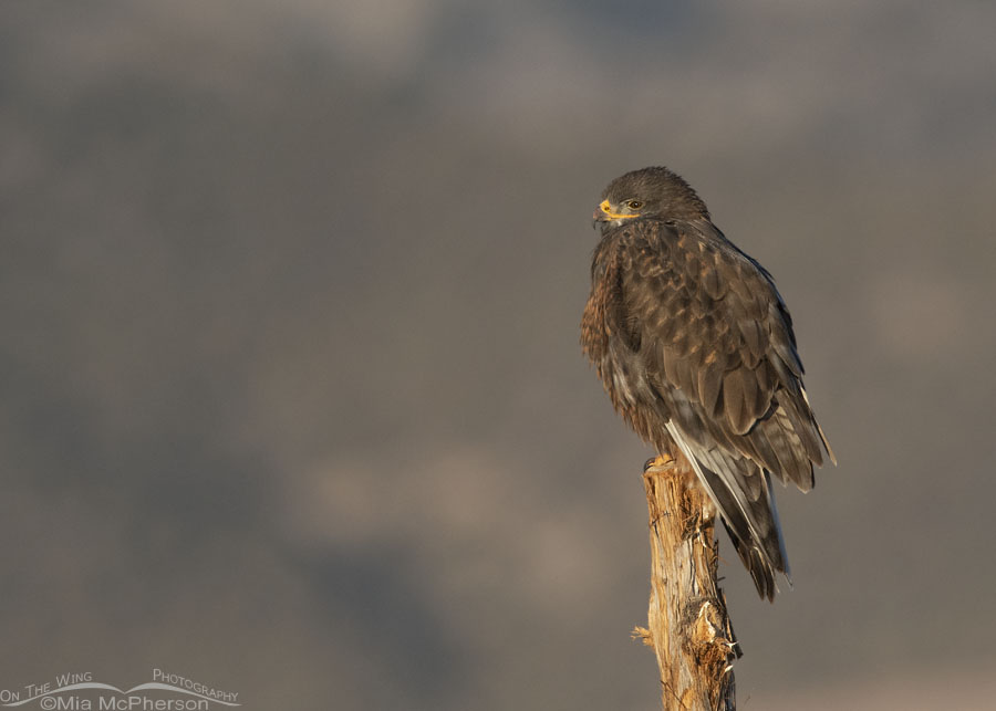 Early morning dark morph Ferruginous Hawk in the West Desert, Tooele County, Utah