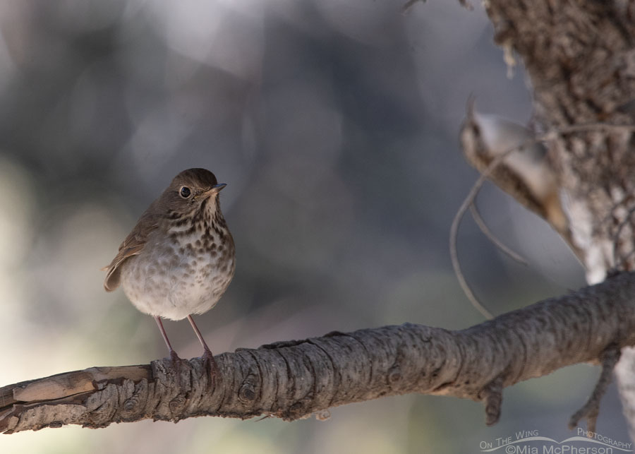 Hermit Thrush with a Brown Creeper in the background, West Desert, Tooele County, Utah