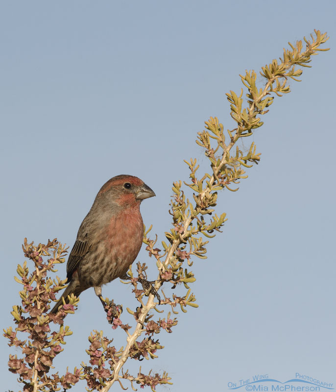Male House Finch perched on a Greasewood branch, Farmington Bay WMA, Davis County, Utah