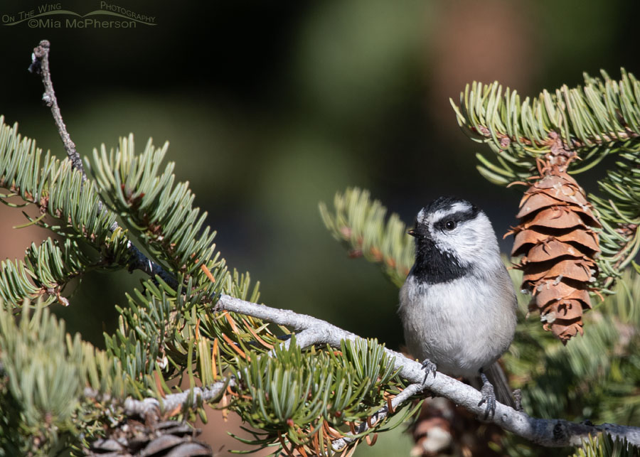 Mountain Chickadee in a Douglas Fir, Stansbury Mountains, West Desert, Tooele County, Utah