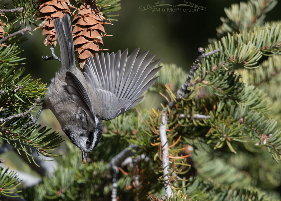 Mountain Chickadee flying away with a Douglas Fir seed, Stansbury Mountains, West Desert, Tooele County, Utah