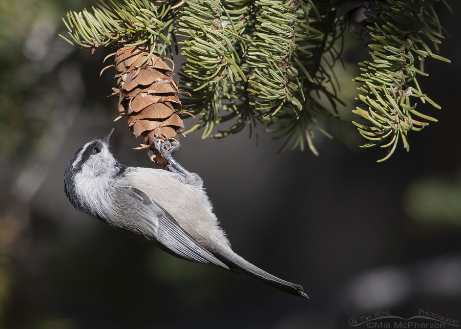 Mountain Chickadee hanging on a Douglas Fir cone, Stansbury Mountains, West Desert, Tooele County, Utah