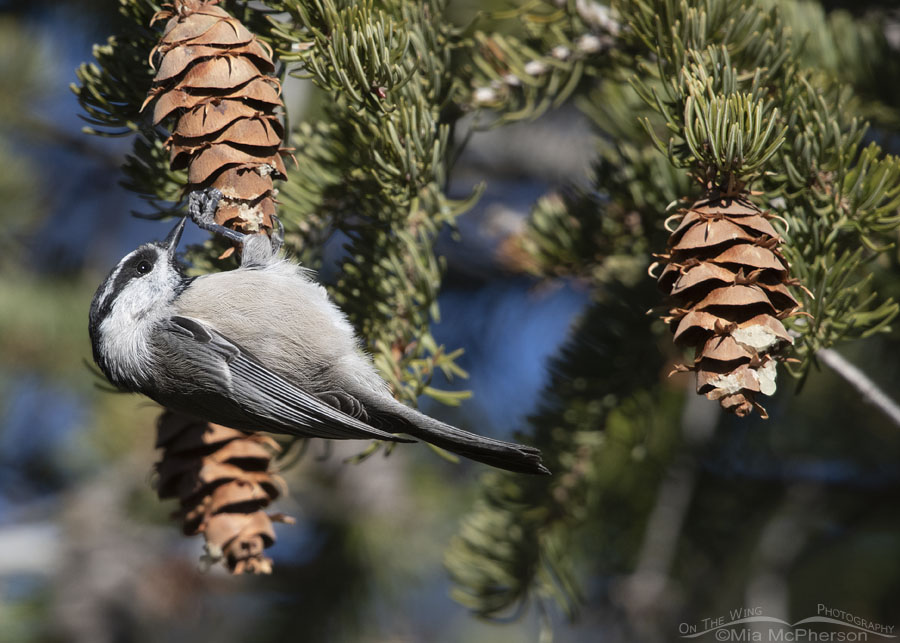 Mountain Chickadee checking out a fir cone, Stansbury Mountains, West Desert, Tooele County, Utah