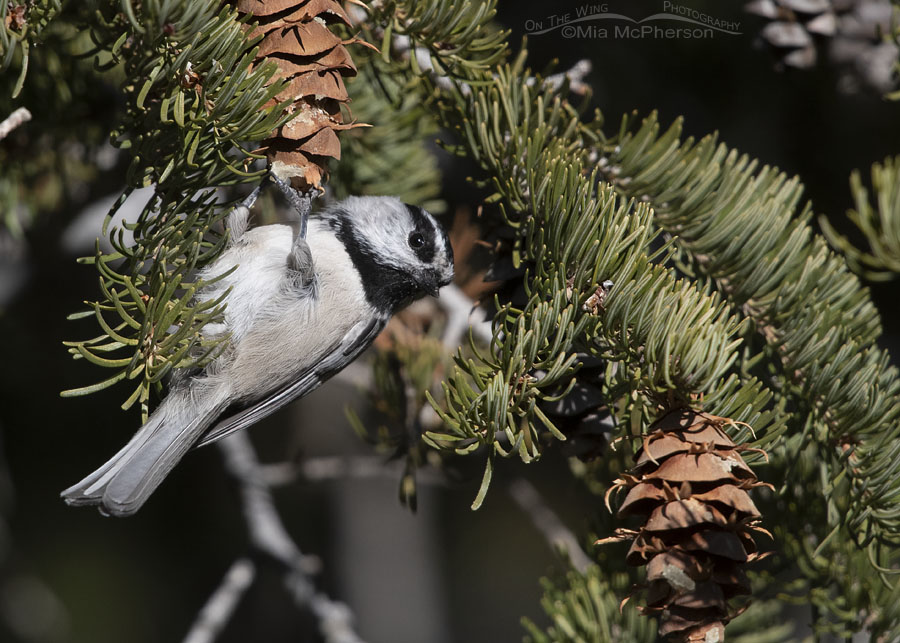Foraging Mountain Chickadee hanging on a fir cone, Stansbury Mountains, West Desert, Tooele County, Utah