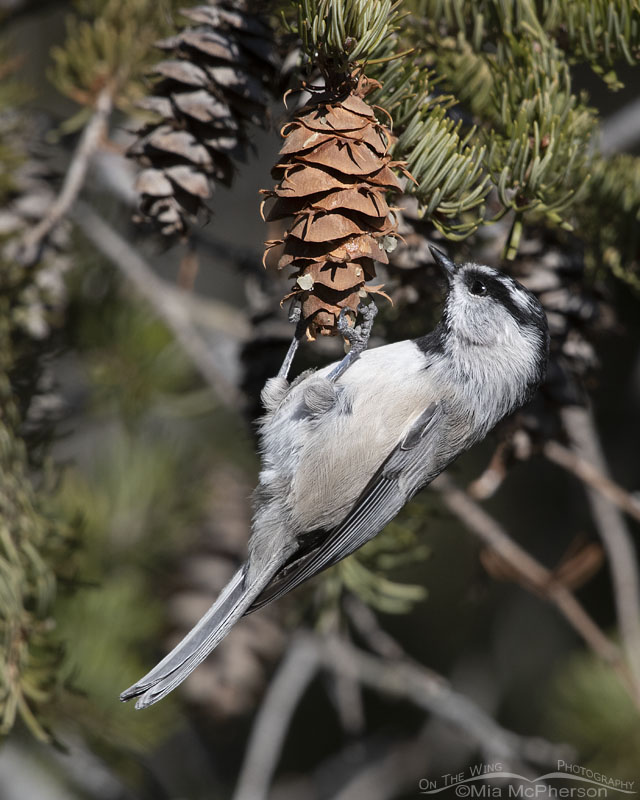 Adult Mountain Chickadee looking for seeds in a fir cone, Stansbury Mountains, West Desert, Tooele County, Utah