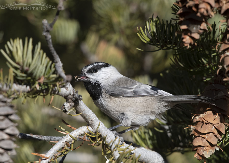 Mountain Chickadee eating a seed, Stansbury Mountains, West Desert, Tooele County, Utah