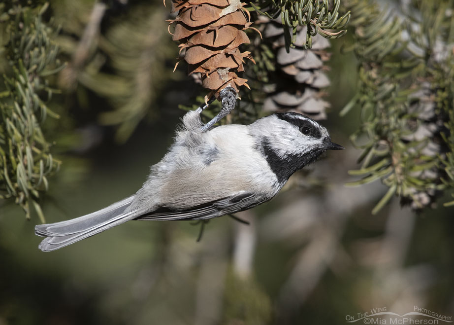 Adult Mountain Chickadee hanging onto a fir cone, Stansbury Mountains, West Desert, Tooele County, Utah