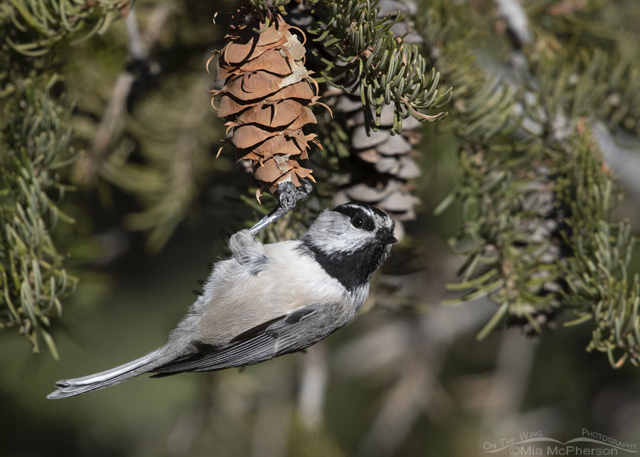Mountain Chickadee grasping a Douglas Fir cone, Stansbury Mountains, West Desert, Tooele County, Utah