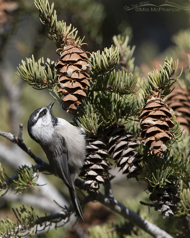 Mountain Chickadee foraging in a Douglas Fir, Stansbury Mountains, West Desert, Tooele County, Utah
