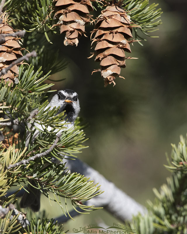Angry looking Mountain Chickadee, Stansbury Mountains, West Desert, Tooele County, Utah