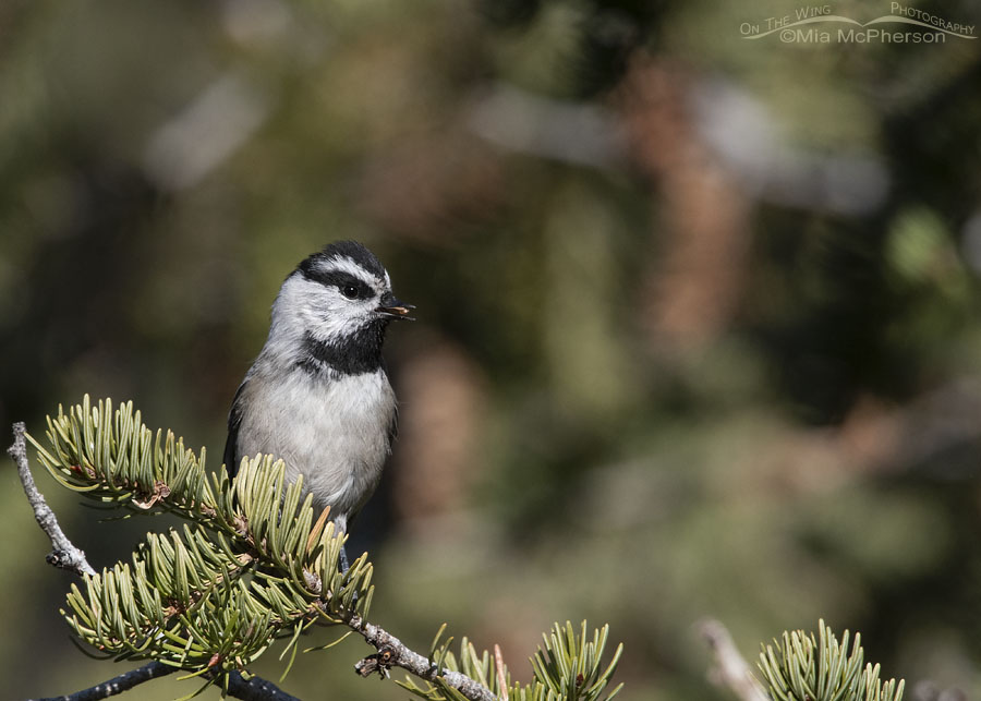 Mountain Chickadee with a seed in its bill, Stansbury Mountains, West Desert, Tooele County, Utah