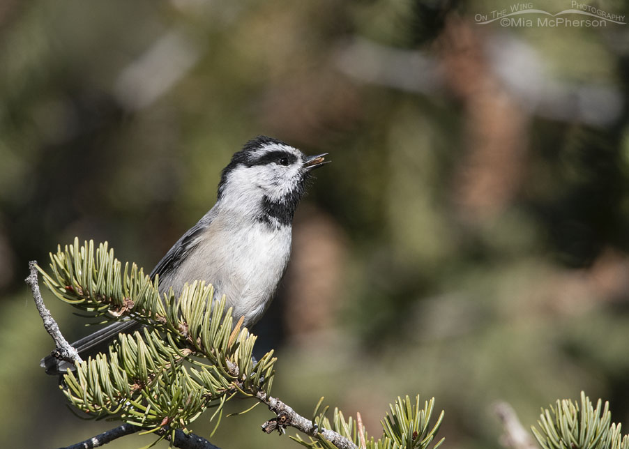 Alert Mountain Chickadee with a fir seed, Stansbury Mountains, West Desert, Tooele County, Utah