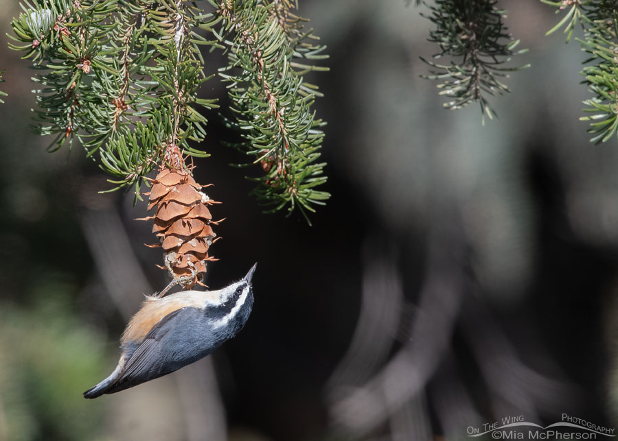 Red-breasted Nuthatch checking out a Douglas Fir cone, Stansbury Mountains, West Desert, Tooele County, Utah