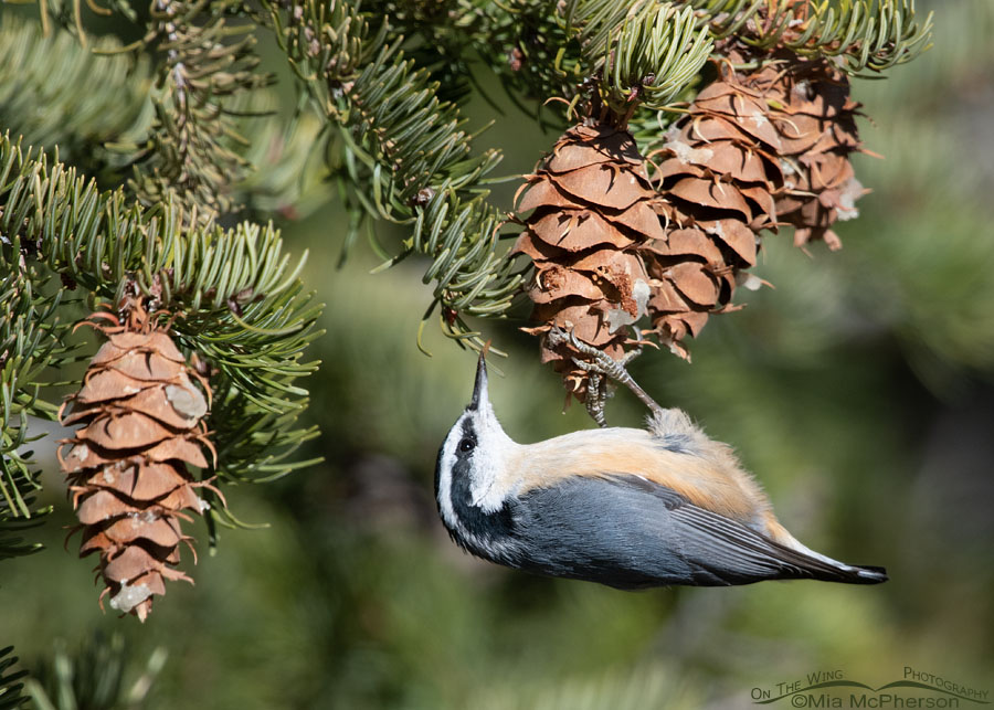 Red-breasted Nuthatch high up in a fir, Stansbury Mountains, West Desert, Tooele County, Utah