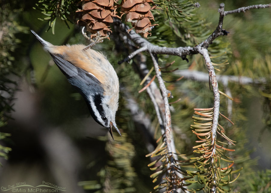 Red-breasted Nuthatch trying to swallow a seed, Stansbury Mountains, West Desert, Tooele County, Utah