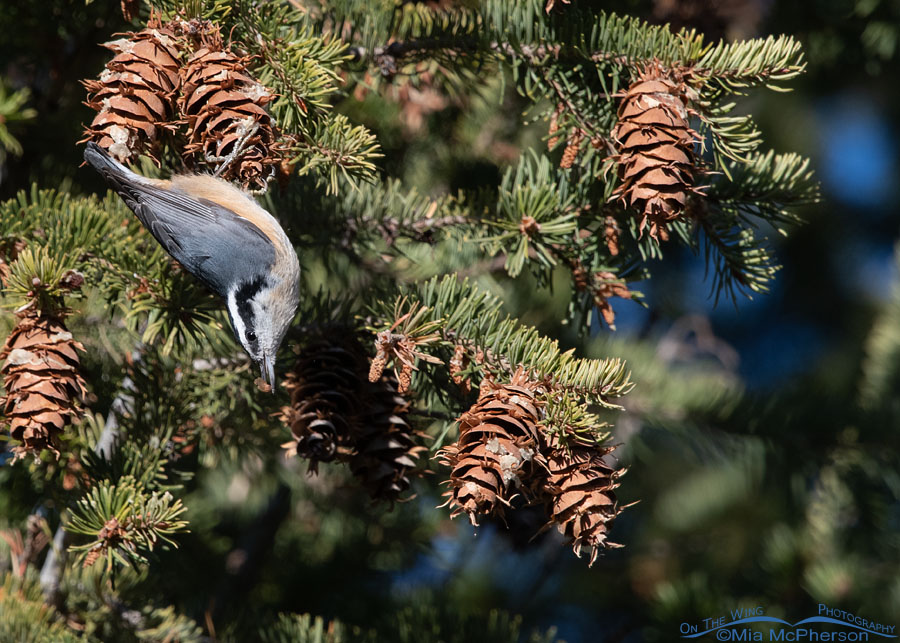 Female Red-breasted Nuthatch with a Douglas Fir seed, Stansbury Mountains, West Desert, Tooele County, Utah