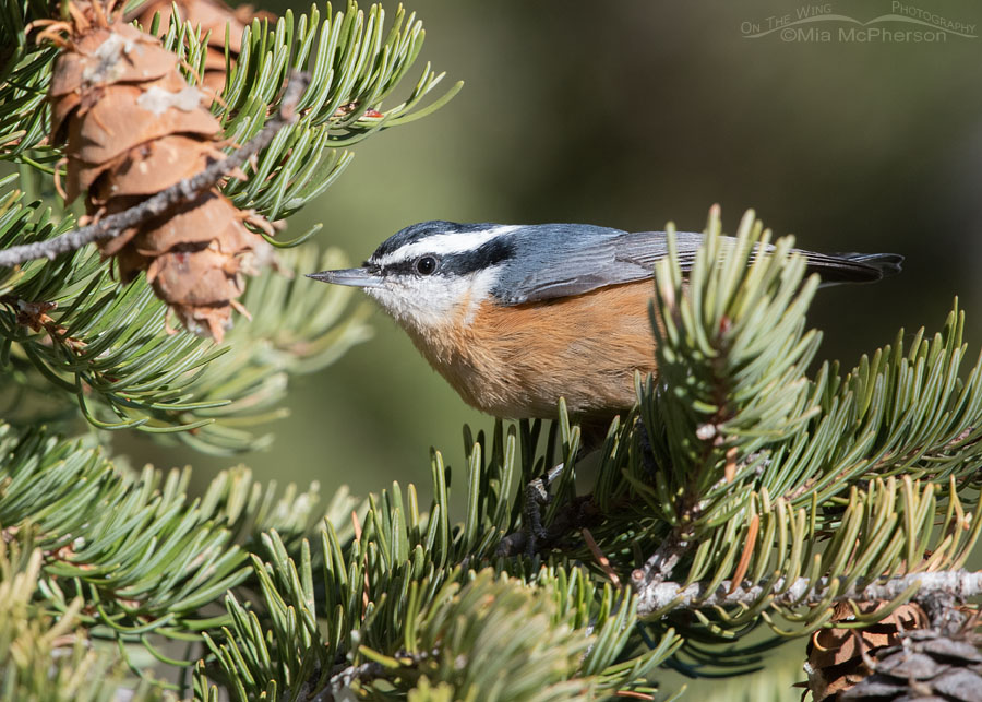 Male Red-breasted Nuthatch in a Douglas Fir tree, Stansbury Mountains, West Desert, Tooele County, Utah