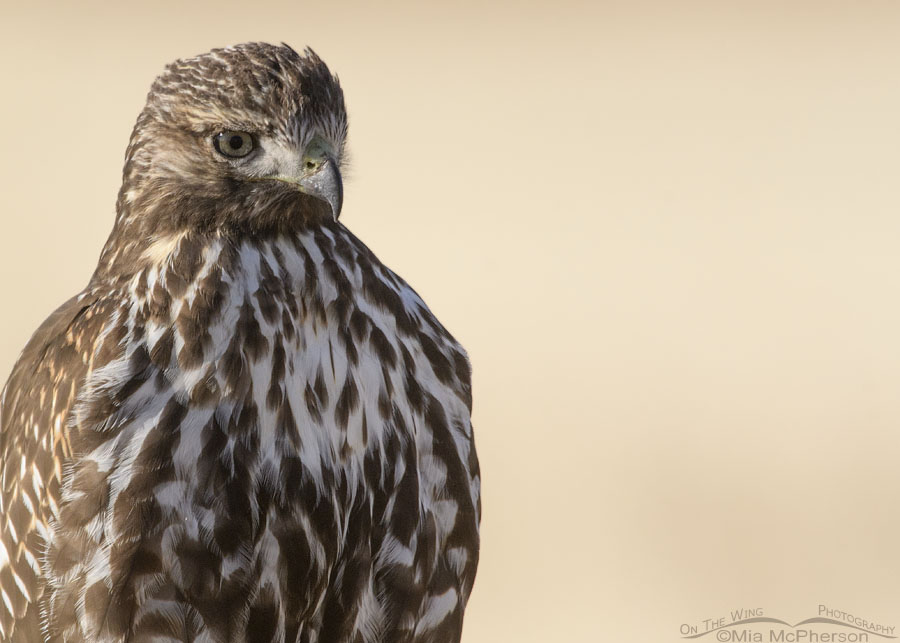 Immature Red-tailed Hawk in front of a field of grass, Bear River Migratory Bird Refuge, Box Elder County, Utah