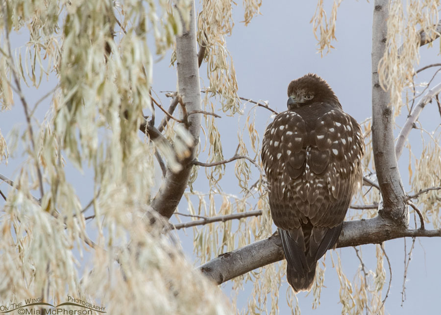 Immature Harlan's Red-tailed Hawk with pronounced polka dot spots, Farmington Bay WMA, Davis County, Utah