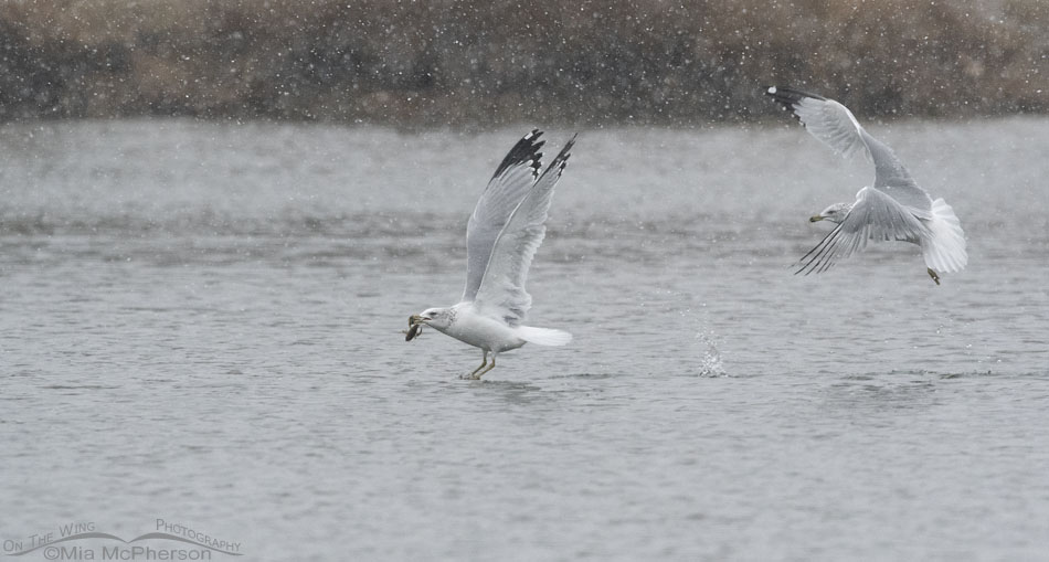 Ring-billed Gulls in a snow storm fighting over a crayfish, Salt Lake County, Utah