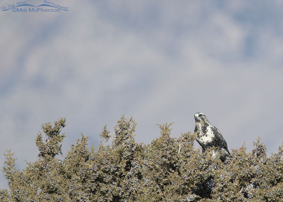 Light morph Rough-legged Hawk perched on a juniper, West Desert, Tooele County, Utah