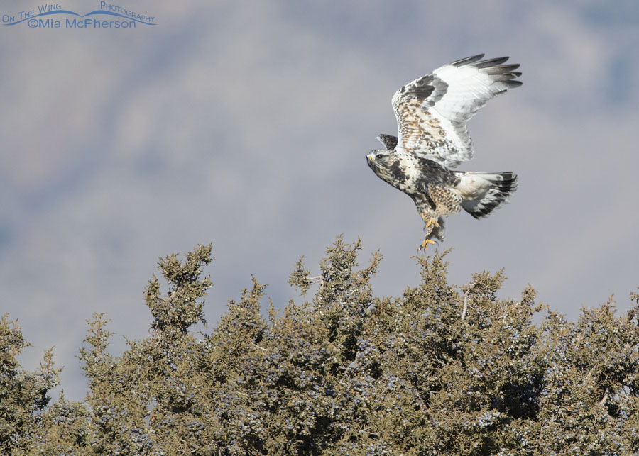 Light morph male Rough-legged Hawk lifting off from a juniper, West Desert, Tooele County, Utah
