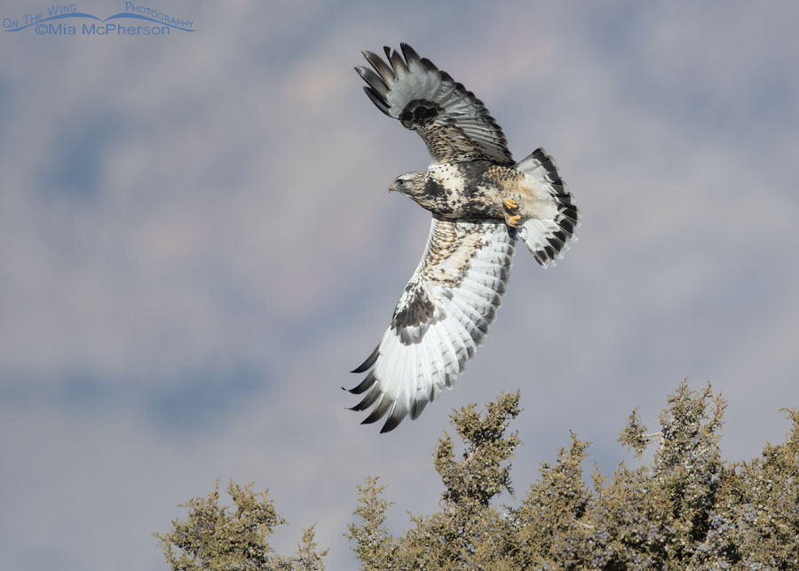 Light morph male Rough-legged Hawk flying over a juniper, West Desert, Tooele County, Utah