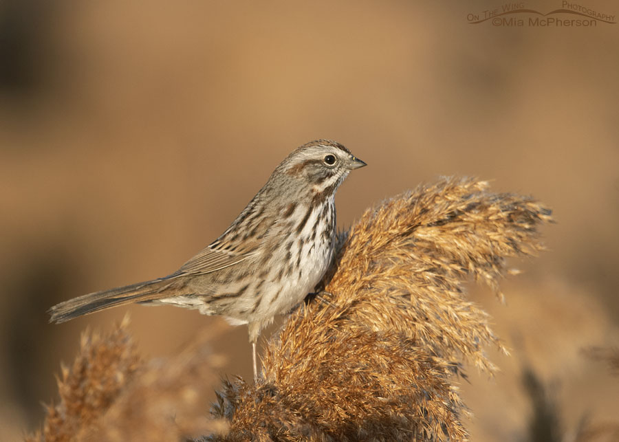 Song Sparrow in early morning light, Farmington Bay WMA, Davis County, Utah