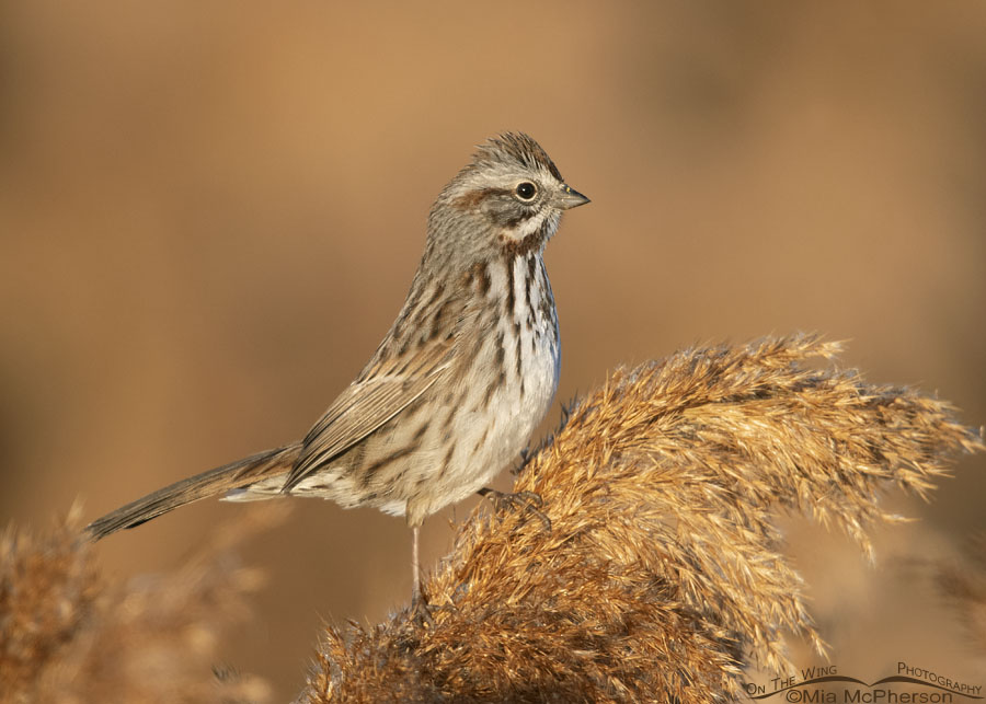 Alert adult Song Sparrow, Farmington Bay WMA, Davis County, Utah