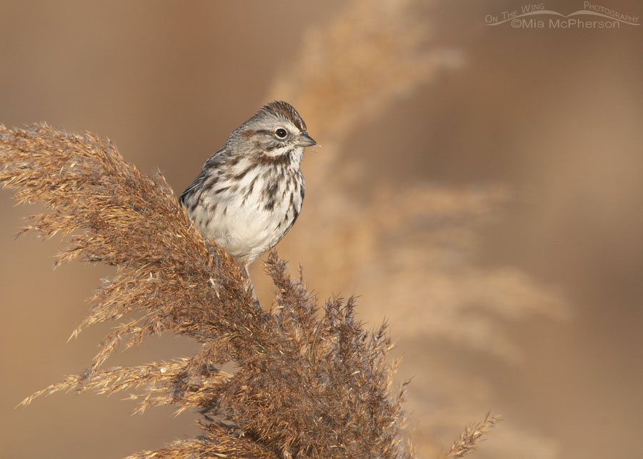 Song Sparrow in the marsh at Farmington Bay WMA, Davis County, Utah