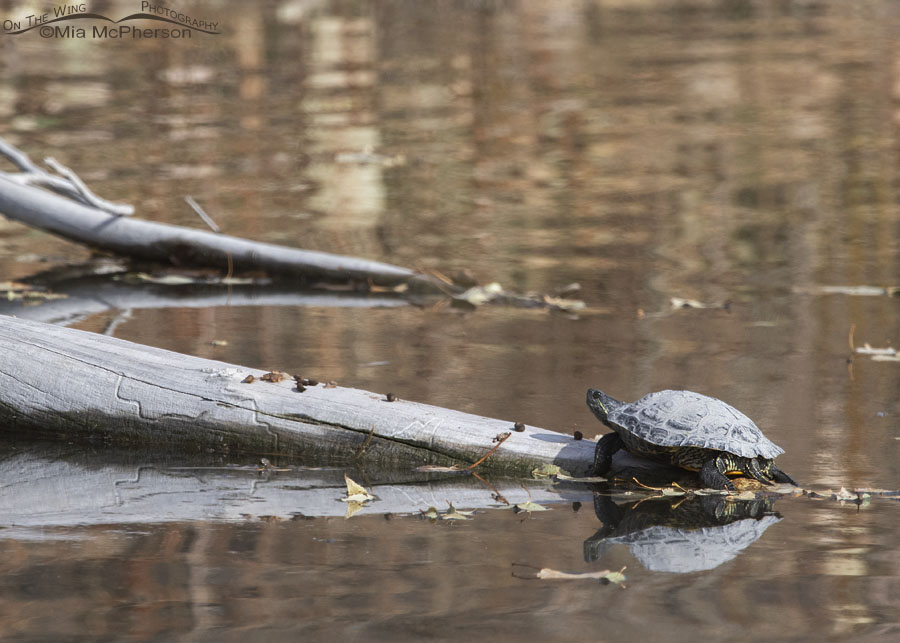 Red-eared Slider Turtle Images