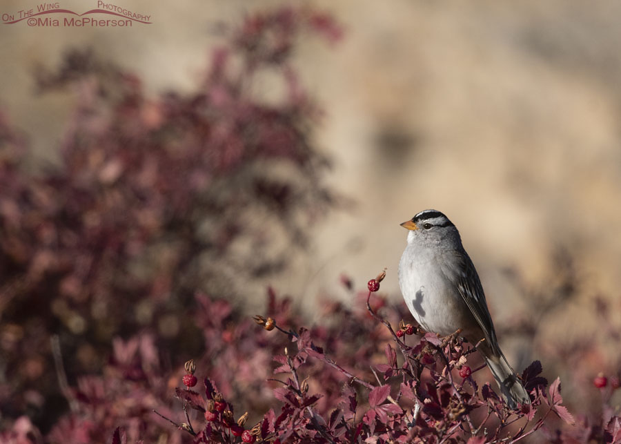 Adult White-crowned Sparrow perched on a colorful autumn wild rose bush, Box Elder County, Utah