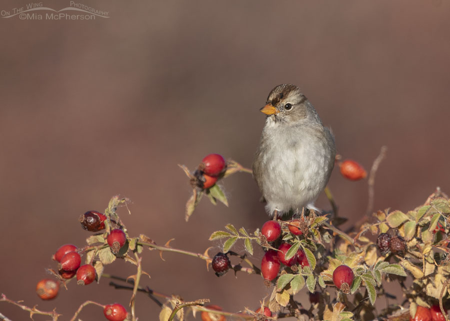Immature White-crowned Sparrow on top of a wild rose bush, Box Elder County, Utah