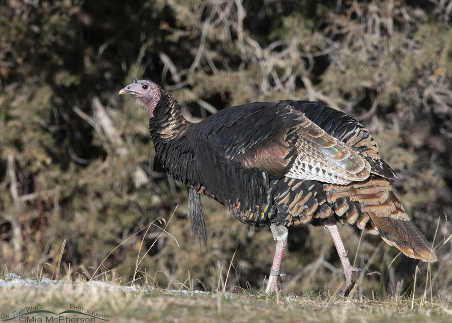 Male Wild Turkey giving me the eye, Stansbury Mountains, West Desert, Tooele County, Utah