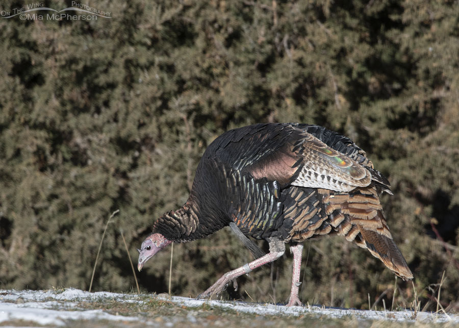Wild Turkey tom foraging after a snow storm, Stansbury Mountains, West Desert, Tooele County, Utah