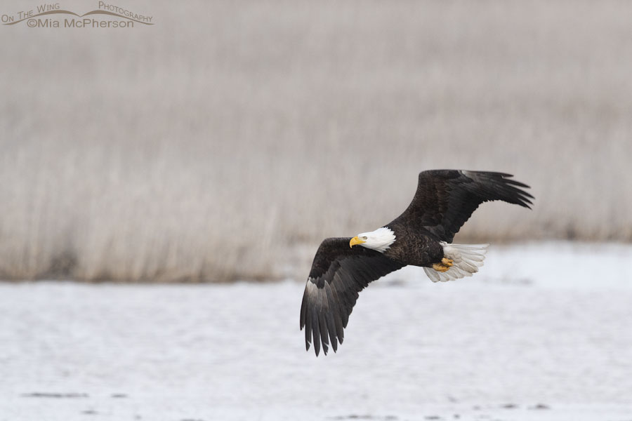 Low light Bald Eagle in flight, Farmington Bay WMA, Davis County, Utah