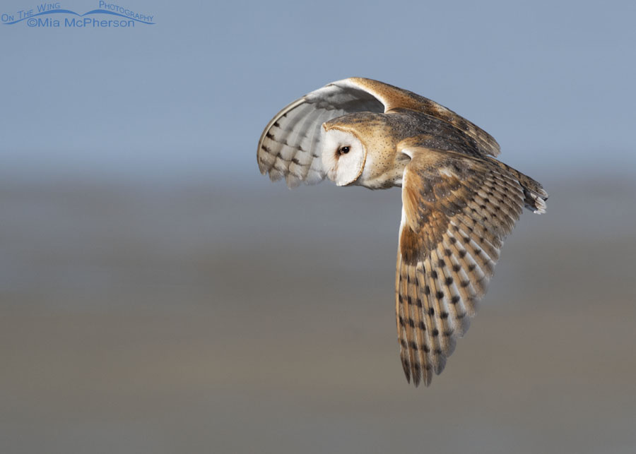 Barn Owl in flight over the flats at Farmington Bay, Farmington Bay WMA, Davis County, Utah