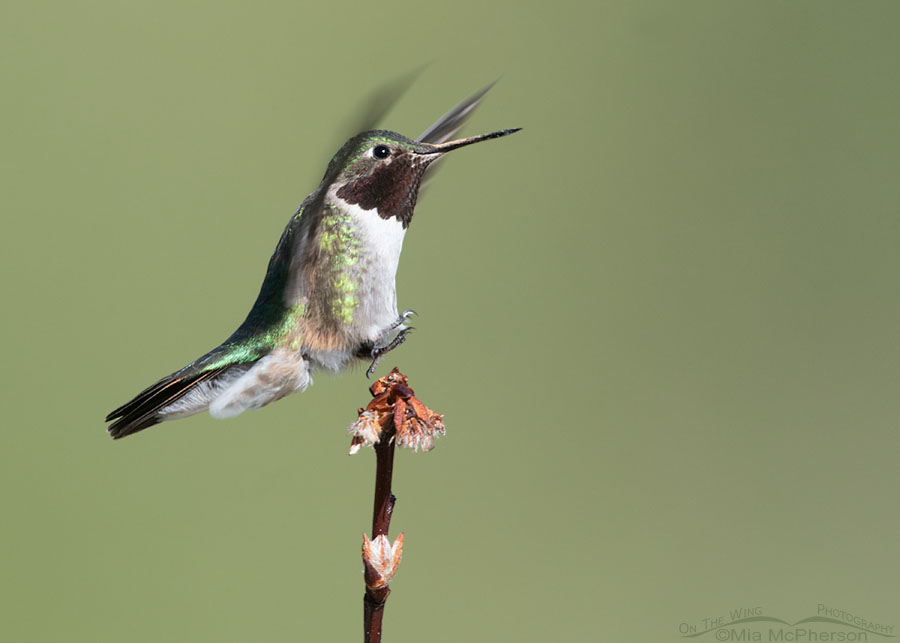 Male Broad-tailed Hummingbird about to land, Wasatch Mountains, Morgan County, Utah