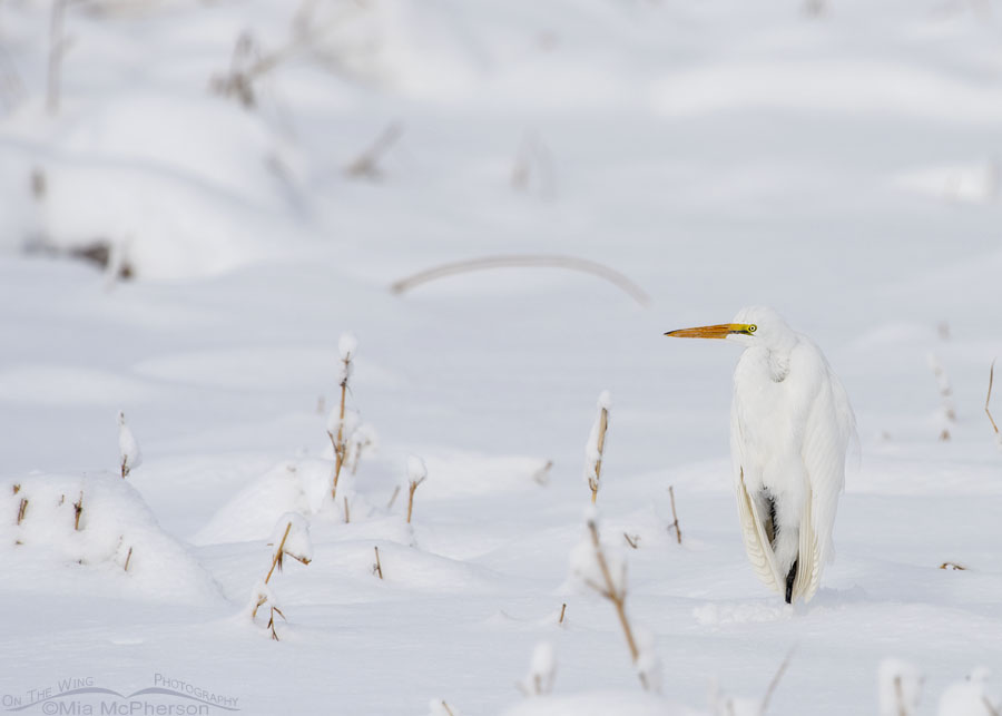 Great Egret in a snowy marsh, Farmington Bay WMA, Davis County, Utah